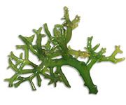 by-cosmetics Gracilaria Chilensis